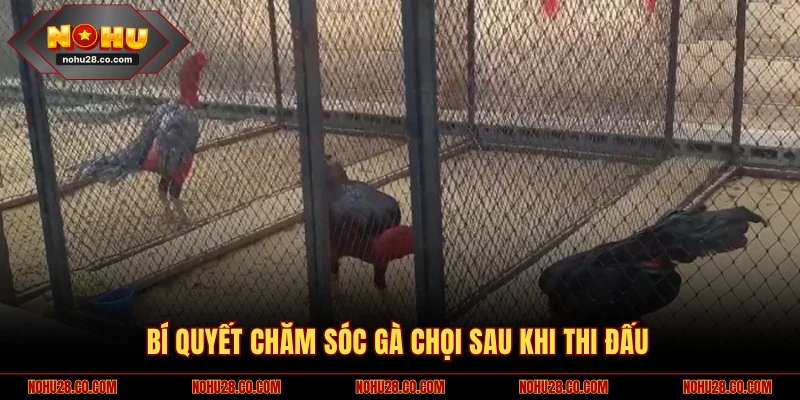 Bí Quyết Chăm Sóc Gà Chọi Sở Hữu Chiến Kê Lỳ Đòn Bất Bại 3 Bí quyết chăm sóc gà chọi sau thi đấu