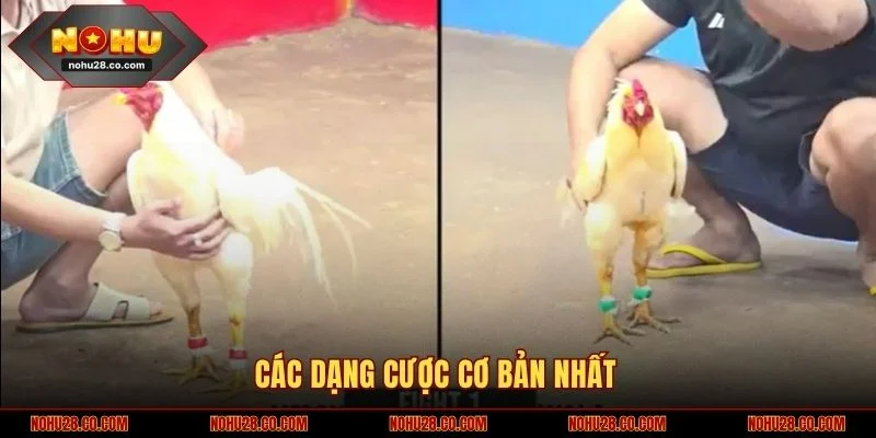 Đá Gà Cựa Dao Gay Cấn, Kịch Tính - Chỉ Có Tại NOHU28 3 Các dạng cược cơ bản nhất của đá gà cựa