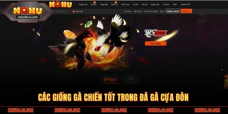Đá Gà Cựa Đòn Là Gì? Săn Thưởng Cược Cực Đỉnh Tại NOHU28 2 Các giống gà chiến tốt trong đá gà cựa đòn