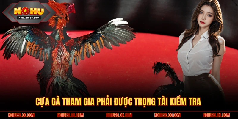 Luật Đá Gà Cựa Sắt Chuẩn - Thành Viên Nhất Định Phải Biết 2 Cựa gà tham gia phải được trọng tài kiểm tra