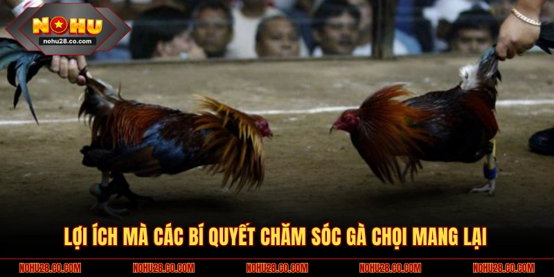Bí Quyết Chăm Sóc Gà Chọi Sở Hữu Chiến Kê Lỳ Đòn Bất Bại 1 Lợi ích của các bí quyết chăm sóc gà chọi