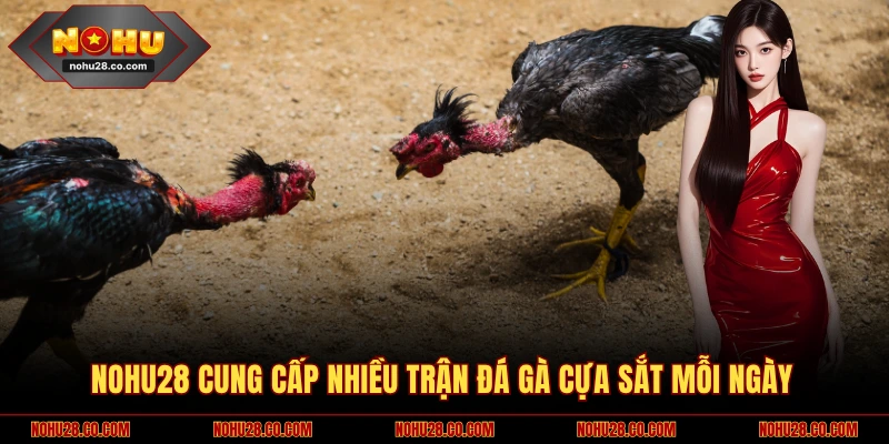 Luật Đá Gà Cựa Sắt Chuẩn - Thành Viên Nhất Định Phải Biết 3 NOHU28 cung cấp nhiều trận đá gà cựa sắt mỗi ngày