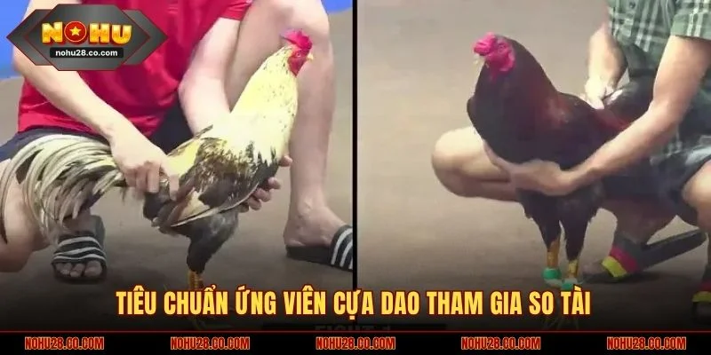 Đá Gà Cựa Dao Gay Cấn, Kịch Tính - Chỉ Có Tại NOHU28 2 Tiêu chuẩn ứng viên cựa dao tham gia so tài