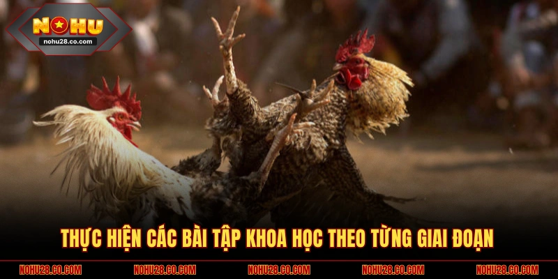 Bí Quyết Chăm Sóc Gà Chọi Sở Hữu Chiến Kê Lỳ Đòn Bất Bại 2 Triển khai chế độ luyện tập khoa học